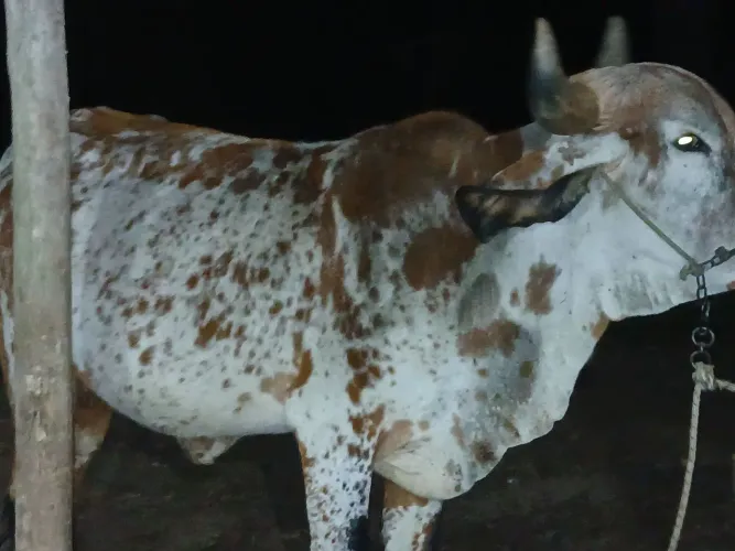 Vaca 