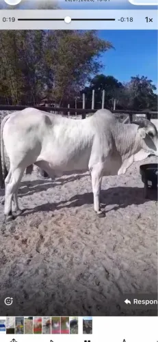 Boi pronto pra abate