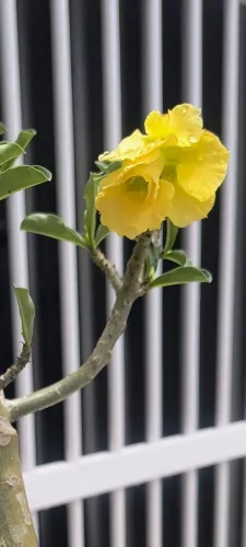 Vendo excelente Rosa do deserto.