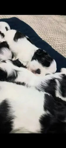 Shih tzu Seu novo parceiro está a um passo