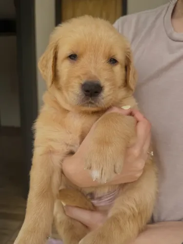 Golden retriever