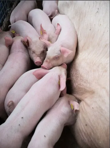 Desapago do meus porcos + *