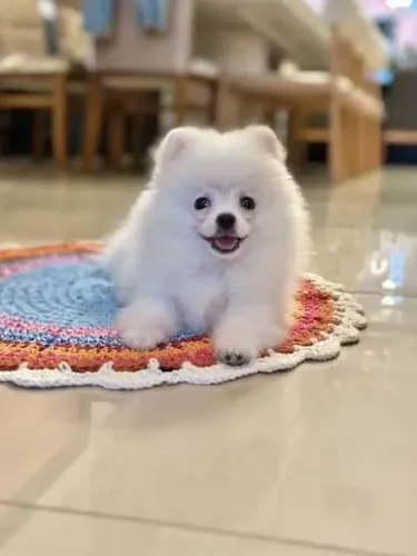 Cachorro Spitz