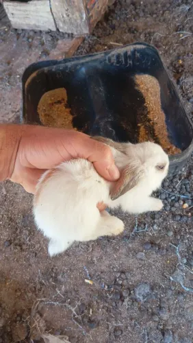 coelhinhos