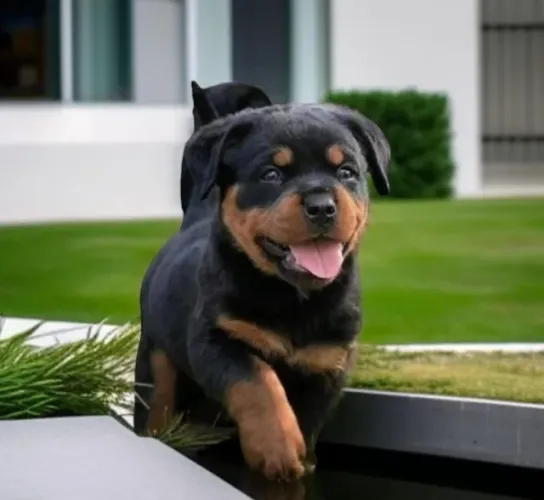Rottweiler Filhotes Padrão Exposição.