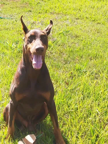 Doberman macho para cobertura/cruza