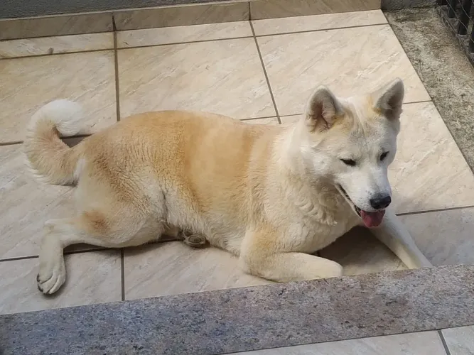 Lindos filhotes de Akita 