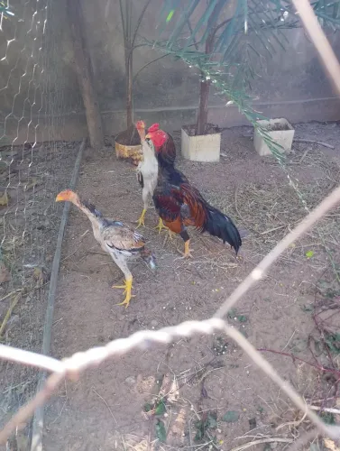 Galo indio