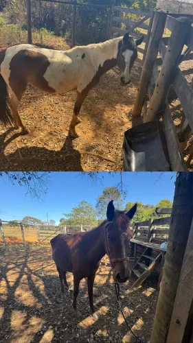 Vendo: valor só para anúncio a negociar eles égua/cavalo , potros machos 