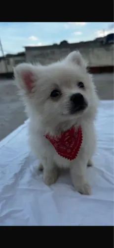 Lulu branco Porte pequeno com 1 vacina