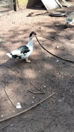 Pato macho