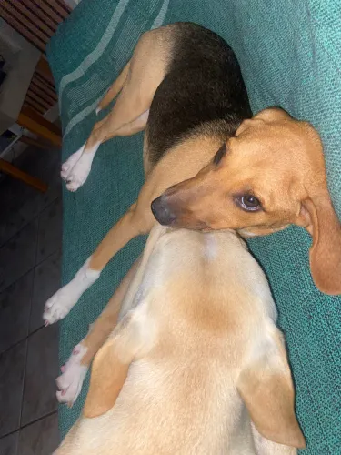 Estou doando essa cachorrinha fêmea