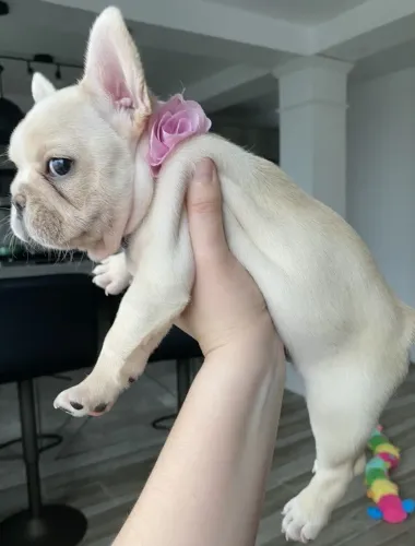Bulldogue Francês - O Pet Que Vai Fazer A Diferença No Seu Dia A Dia