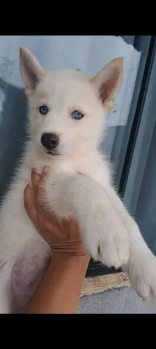 Husky