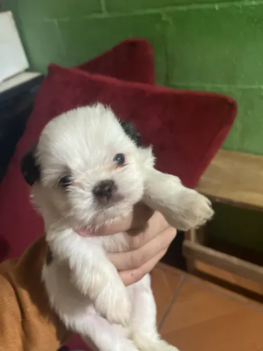 CACHORRO SHIH TZU