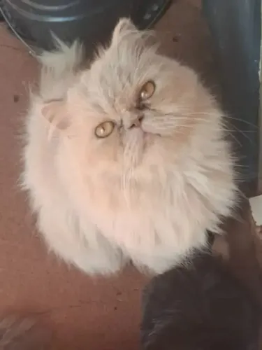 Gata persa a procura de namorado