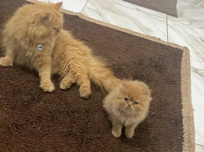 Gatos Persas