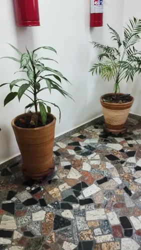 Vasos com plantas 