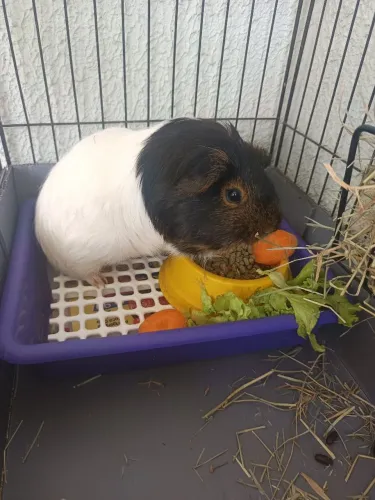 Porquinha da índia com gaiola completa