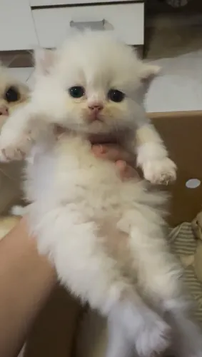 Gato persa
