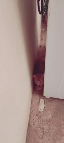 Gatos pra doação