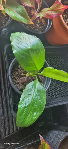 Muda de Lírio da Paz ( peace lily)