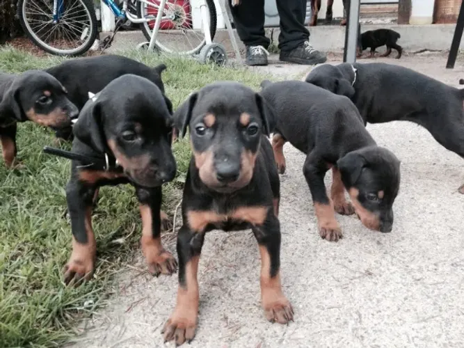 rottweiler x doberman