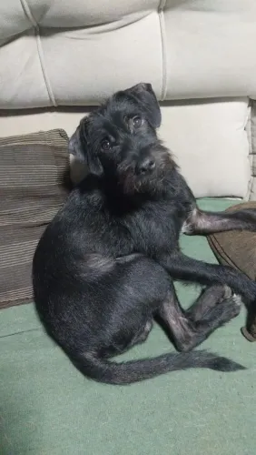 Dou cachorro