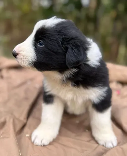 Filhotes de Border Collie | Amor que inspira confiança.