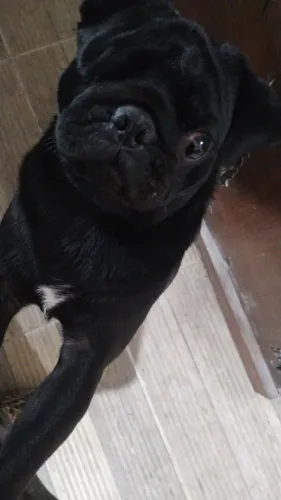 vendo pug