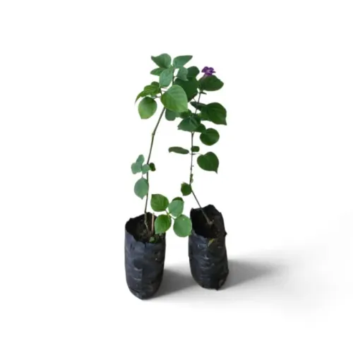 Mudas Asistásia Roxa Forração E Flor Ornamental Kit Com 10