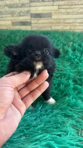Chihuaha - amor em pequenas patas¿