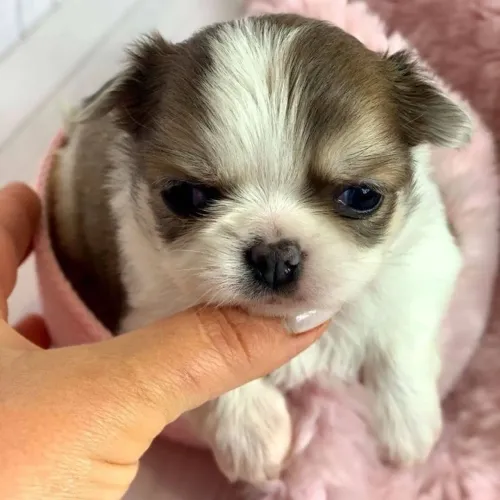 Chihuahua