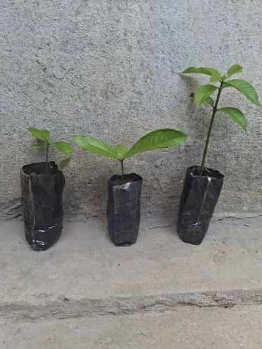 Jambeiro de 10 a 20 centímetros
