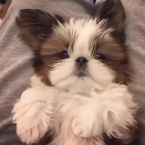 Filhote shih tzu, A felicidade mora aqui, em forma de filhote!