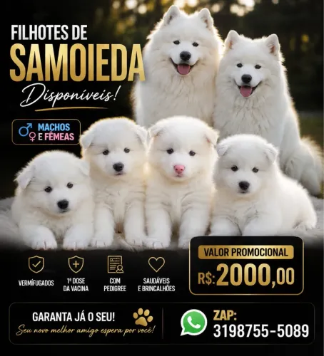 Filhotes de Samoieda na promoção!