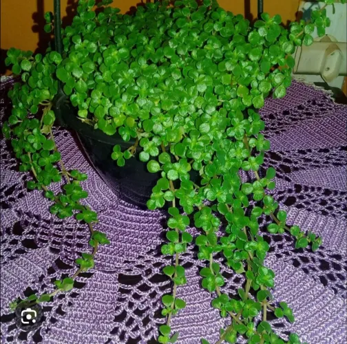 Muda de planta, Barba de Moisés