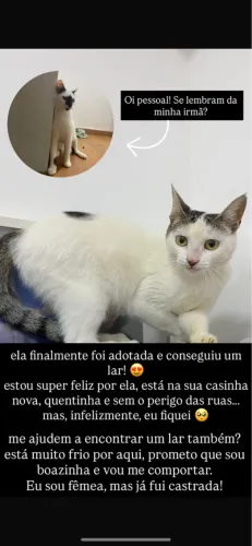 Gata para adoção castrada 