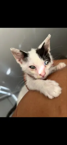 Gato filhote macho