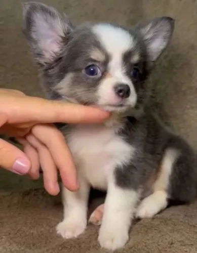 VENDA CHIHUAHUA MACHO E FÊMEA PELO LONGO
