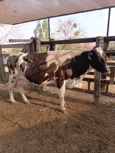 4 vacas de leite em Itapaci GO