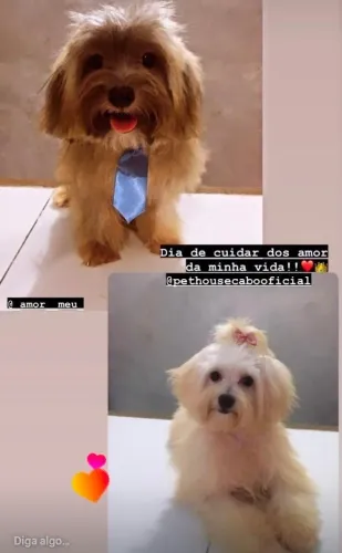 Macho lhasa apso