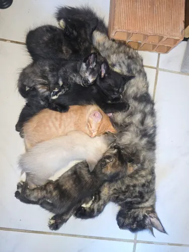 DOAÇÃO DE GATINHA 