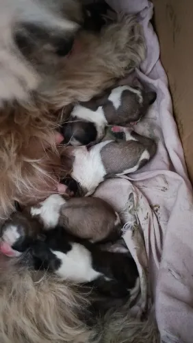 Animais 