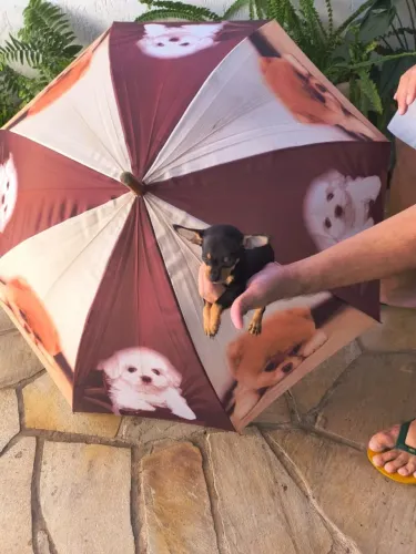 Pinscher filhote pronto para nova família