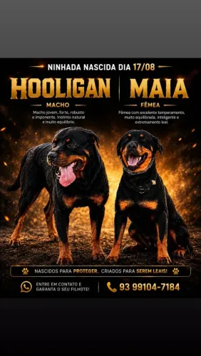 Rottweiler