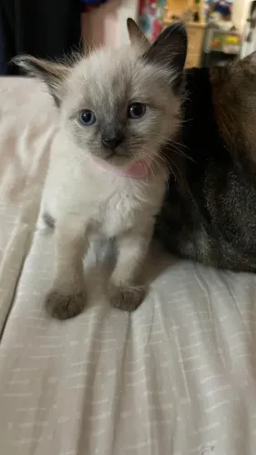 Gatinhos angora disponível