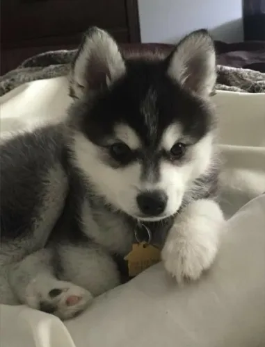 Husky siberiano filhote com doçura única esperando por você