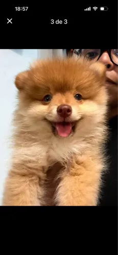Doação de spitz alemão