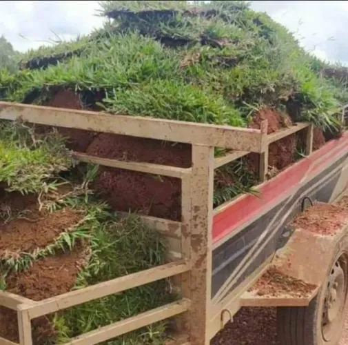 Gramas verde ? Venha deiche seu quintal mais verde?